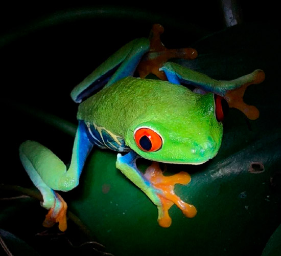 Red eye frog